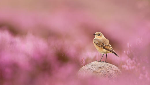 穗䳭和盛开的帚石楠，峰区国家公园，英格兰 (© Ben Hall/Nature Picture Library)_必应壁纸
